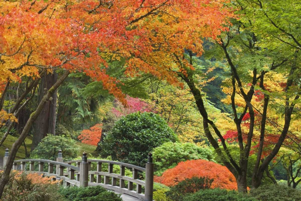 Oregon, Portland Bridge and maple tree in autumn